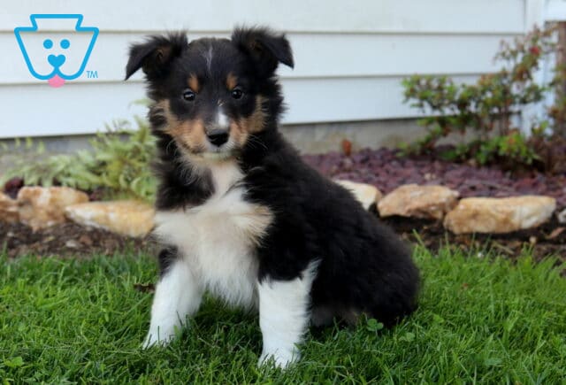 Fluffy tricolor Sheltie puppy sitting upright on green grass, black, white, and tan coat with a soft chest and calm, gentle expression image