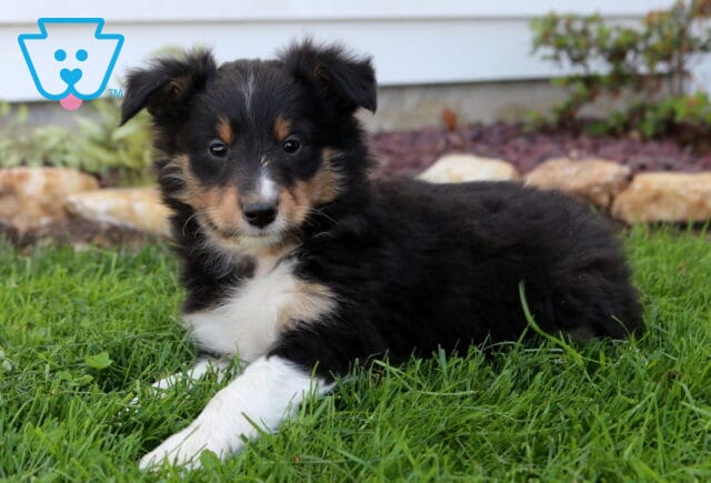 Tricolor Sheltie puppy lounging on vibrant green grass, soft black, white, and tan fur with a relaxed pose and gentle, watchful eyes image