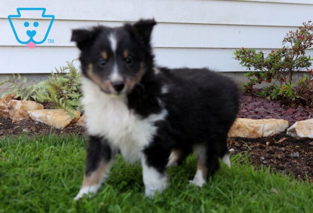 Fluffy tricolor Sheltie puppy standing on green grass in a backyard garden, soft black, white, and tan coat with a curious, gentle look image