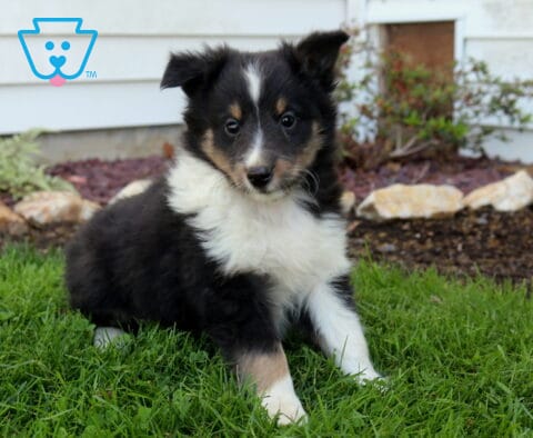 Adorable tricolor Sheltie puppy sitting on lush green grass, fluffy black, white, and tan coat with bright, attentive eyes in a backyard setting