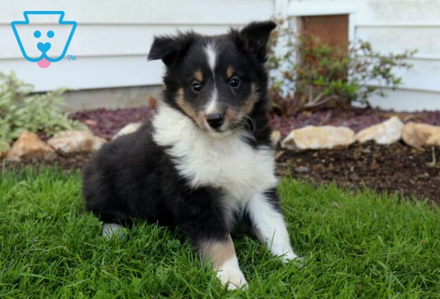 Adorable tricolor Sheltie puppy sitting on lush green grass, fluffy black, white, and tan coat with bright, attentive eyes in a backyard setting image