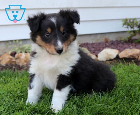 Charming Sheltie puppy sitting on bright green grass, fluffy black, white, and tan coat with a soft ruff and a sweet, attentive gaze