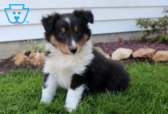 Charming Sheltie puppy sitting on bright green grass, fluffy black, white, and tan coat with a soft ruff and a sweet, attentive gaze image