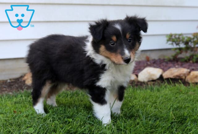 Fluffy Sheltie puppy standing on green grass in a backyard, classic black, white, and tan markings with a soft coat and gentle, curious expression image