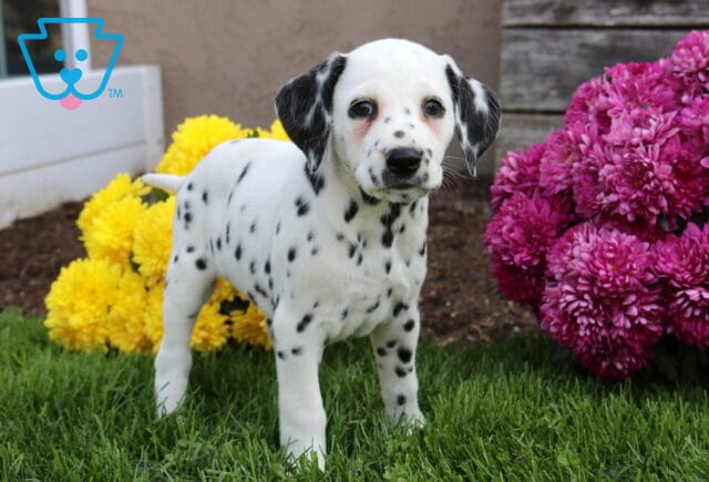 Freckles Dlmatian image