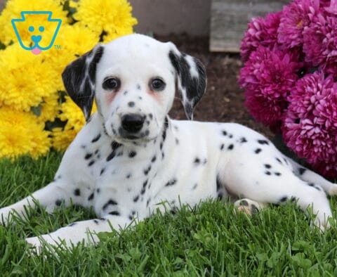 Freckles Dlmatian2