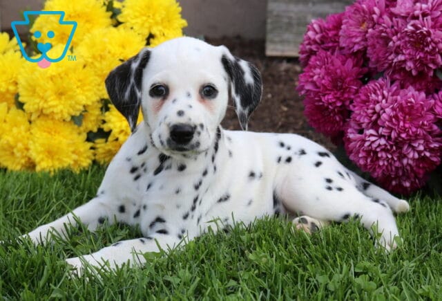 Freckles Dlmatian2 image