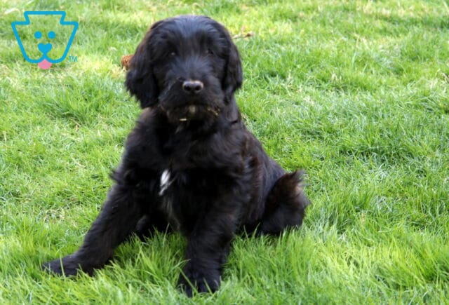 Freddy Poodle MIx image