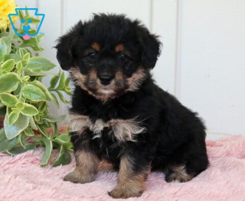 Black and tan Corgipoo puppy with a fluffy coat sitting on a soft pink blanket beside a leafy green plant, gazing sweetly at the camera