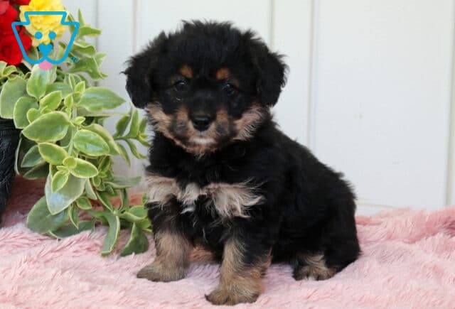 Black and tan Corgipoo puppy with a fluffy coat sitting on a soft pink blanket beside a leafy green plant, gazing sweetly at the camera image
