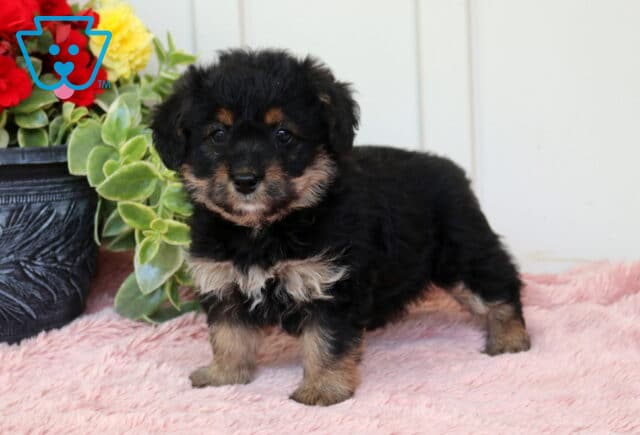 Fluffy black and tan Corgipoo puppy standing on a plush pink blanket next to a green leafy plant and bright flowers, looking forward with a gentle expression image