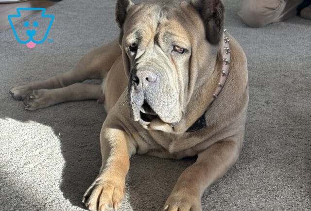 Harley Cane Corso Chet Stoltzfus image