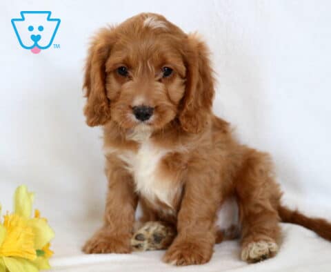 Harley Cavapoo