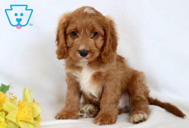 Cavapoo puppy with a soft apricot coat sitting on a white blanket beside yellow flowers, featuring wavy fur and a calm, curious expression image