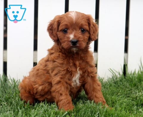 Harper Cavapoo