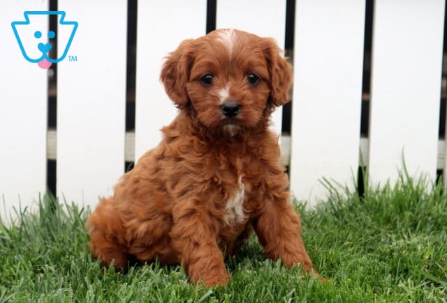 Harper Cavapoo image
