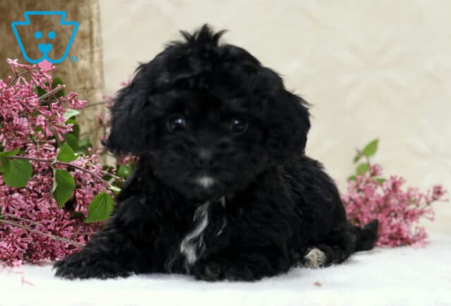 Harper Cavapoo image