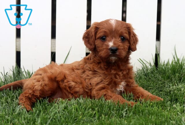 Harper Cavapoo2 image