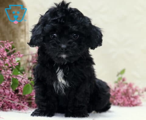 Harper Cavapoo2