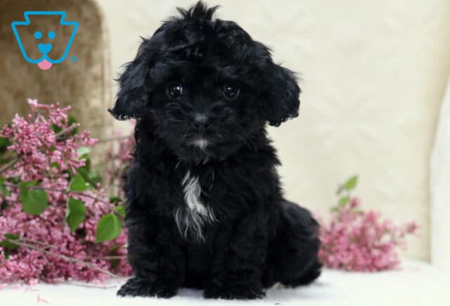 Harper Cavapoo2 image