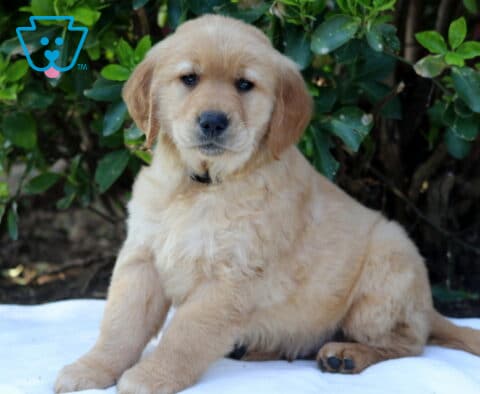 Golden Retriever puppy with a soft fluffy golden coat sitting on a white blanket outdoors, looking calmly at the camera against a green shrub backdrop