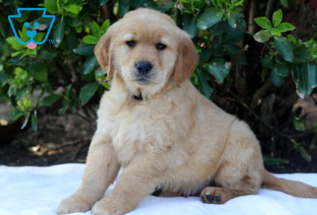 Golden Retriever puppy with a soft fluffy golden coat sitting on a white blanket outdoors, looking calmly at the camera against a green shrub backdrop image