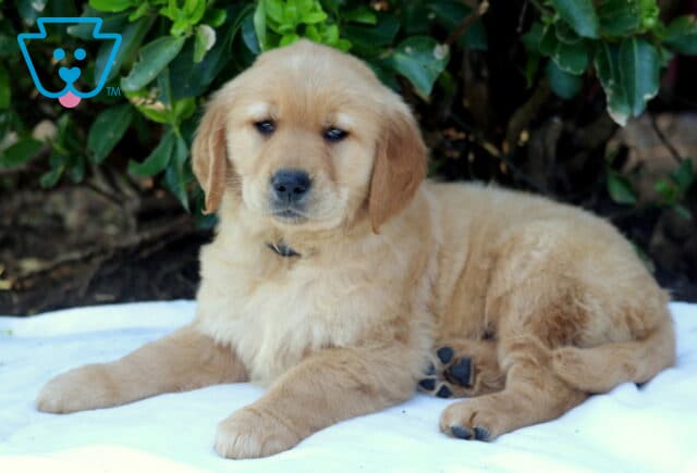 Golden Retriever puppy with a rich golden fluffy coat lying on a white blanket outdoors, relaxed and gentle expression with leafy green bushes in the background image