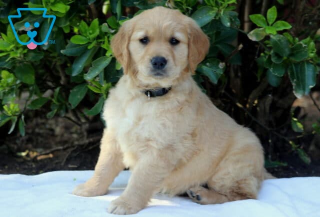 Golden Retriever puppy sitting proudly on a white blanket outdoors, thick golden coat and gentle eyes, posed against vibrant green leaves, friendly and well-socialized family companion image