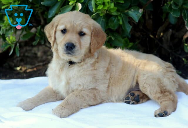 Fluffy Golden Retriever puppy lying comfortably on a white blanket outside, soft golden coat and gentle face, resting near leafy green bushes, affectionate and playful family-ready pup image