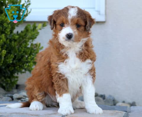 Hazel Mini Aussiedoodle