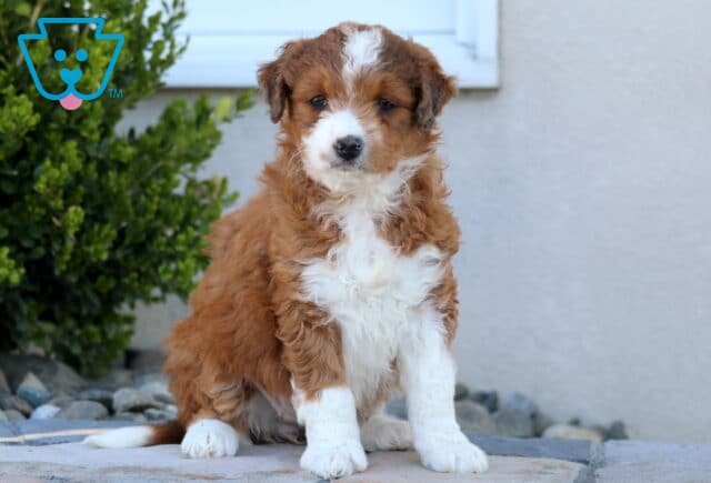 Hazel Mini Aussiedoodle image