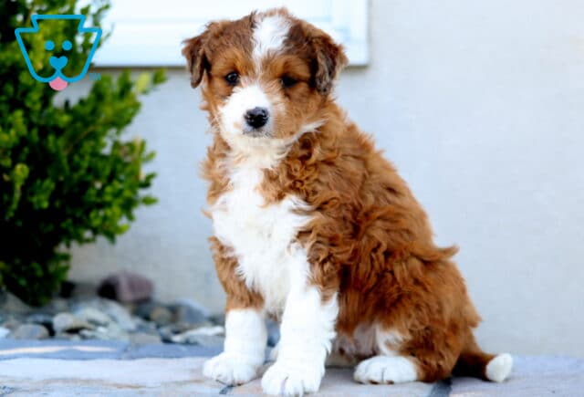 Hazel Mini Aussiedoodle2 image