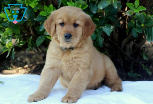 Fluffy Golden Retriever puppy sitting alert on a white blanket, rich golden coat and sweet eyes, posed in front of leafy greenery image