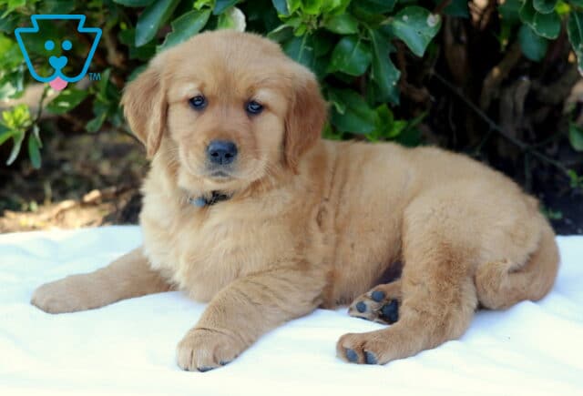 Sweet Golden Retriever puppy lying on a white blanket outdoors, soft golden fur and calm expression, relaxing in front of green foliage image