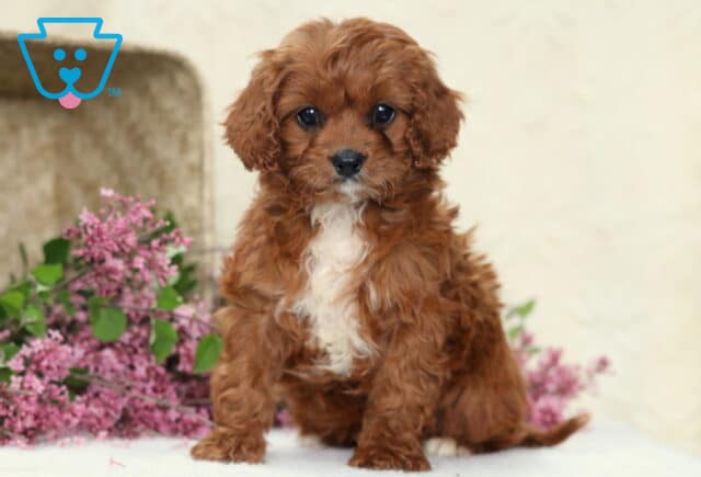 Heidi Cavapoo image