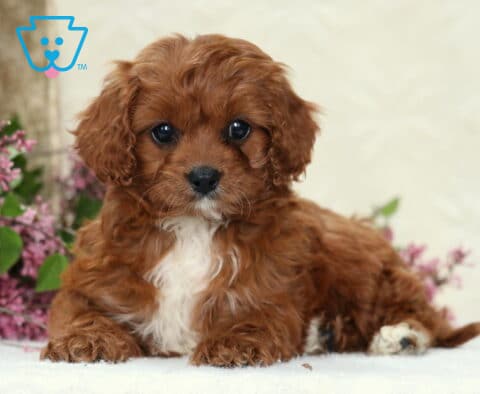 Heidi Cavapoo2