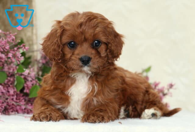 Heidi Cavapoo2 image