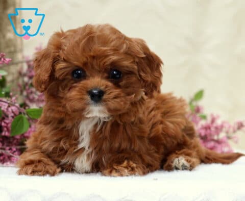Henna Cavapoo