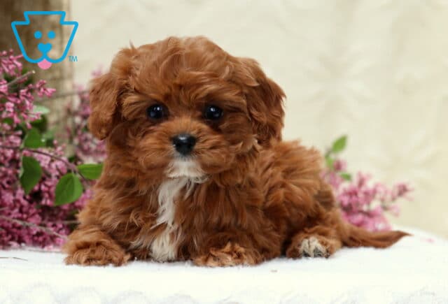 Henna Cavapoo image