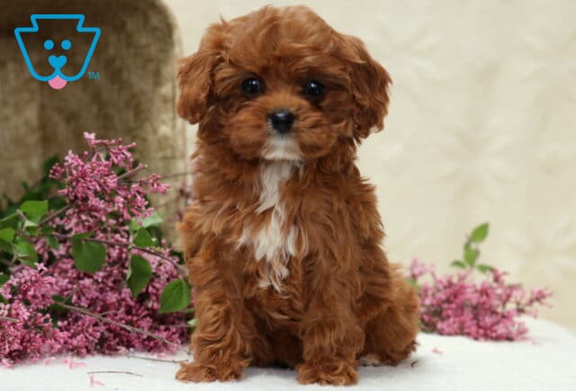 Henna Cavapoo2 image