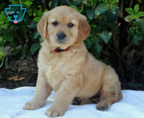 Golden Retriever puppy with a fluffy golden coat and red collar sitting on a white blanket outdoors, calm and attentive near green foliage