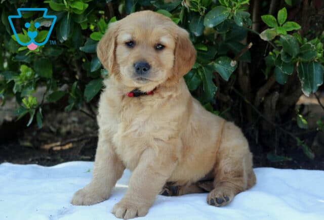 Golden Retriever puppy with a fluffy golden coat and red collar sitting on a white blanket outdoors, calm and attentive near green foliage image