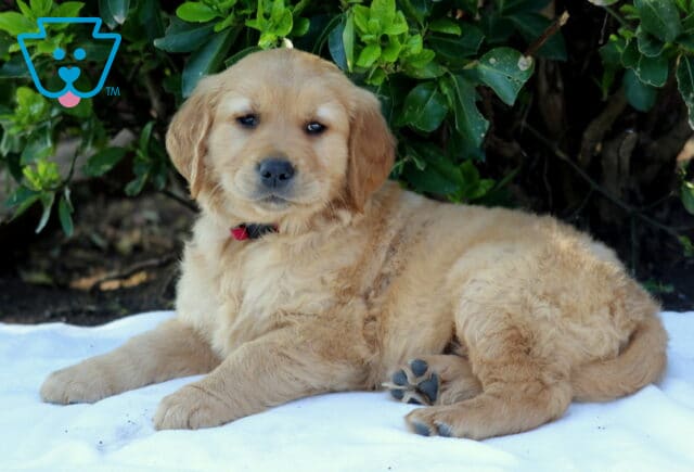 Golden Retriever puppy with a plush golden coat and red collar lying on a white blanket outdoors, relaxed and content beside lush green bushes image