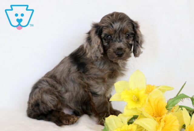 Hewie Cavapoo2 image