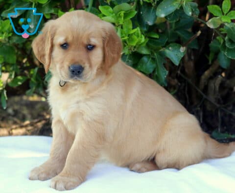Golden Retriever puppy sitting on a white blanket outdoors with soft golden coat, looking gently toward the camera near green bushes, family-raised and available for sale