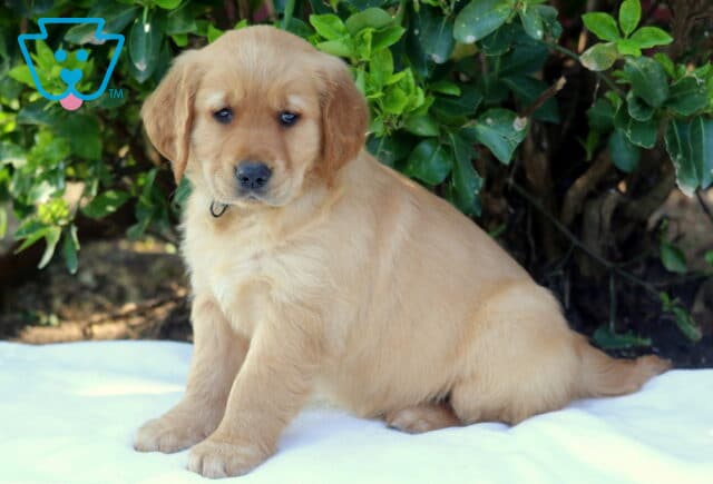 Golden Retriever puppy sitting on a white blanket outdoors with soft golden coat, looking gently toward the camera near green bushes, family-raised and available for sale image