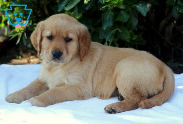 Golden Retriever puppy lying on a white blanket outdoors with a rich golden coat, relaxed pose, and soft expression, photographed in a leafy backyard setting, family-raised and ready for a loving home image
