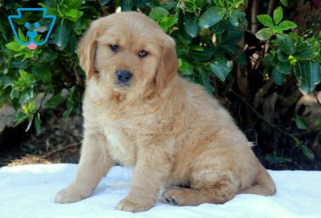 Adorable Golden Retriever puppy sitting on a soft white blanket outside, fluffy golden coat and gentle eyes, framed by leafy green plants image