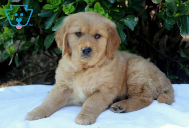 Honeybee Golden2 image