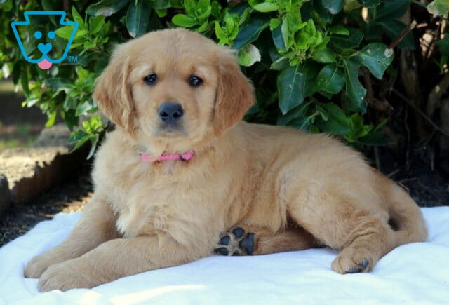 Golden Retriever puppy with a soft golden coat and pink collar lying on a white blanket outdoors, calm and alert beside green shrubs, family-raised and available for adoption image